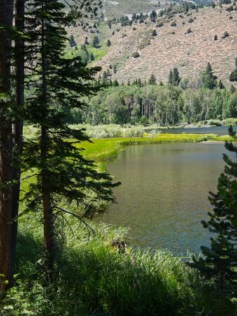 Some pretty marshland at Walker Lake walker lake