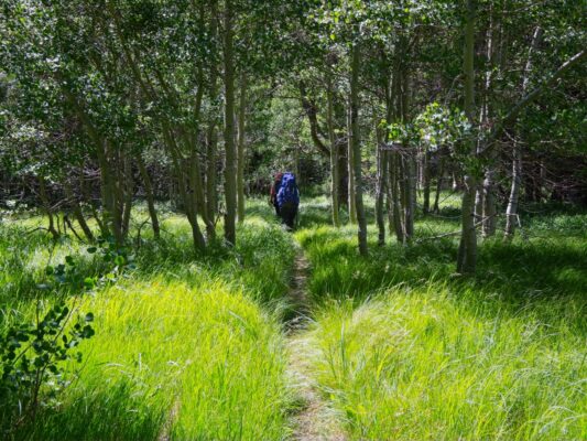 Aspens and long grass :) bloody canyon trail