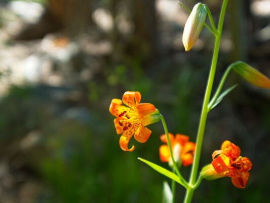 Sierra tigerlily sierra tigerlily
