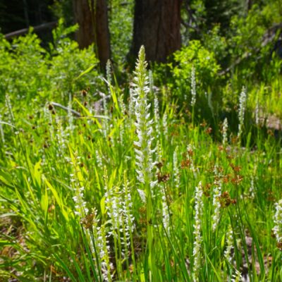 White bog orchid white bog orchid