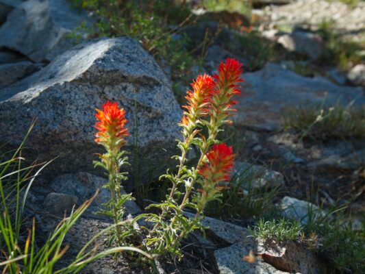 Indian paintbrush indian paintbrush