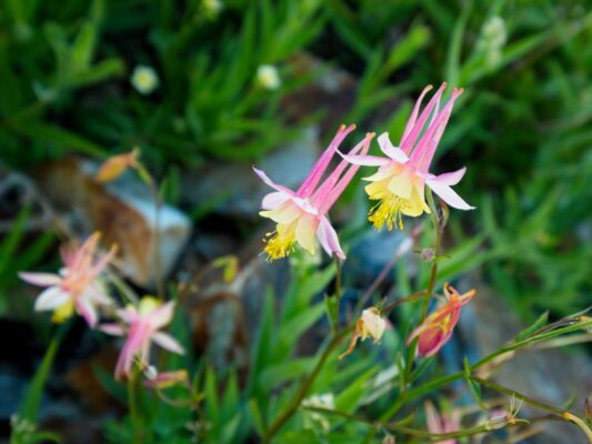 A couple of gorgeous sierra columbines sierra columbine