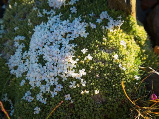 Dwarf phlox dwarf phlox