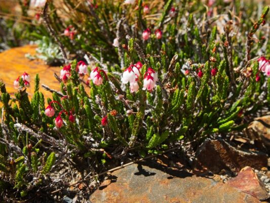 White mountain heather white mountain heather