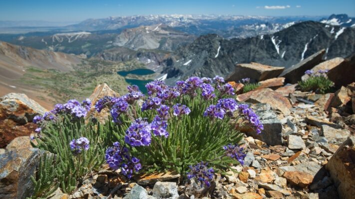A picturesque bouquet of sky pilots on Koip Peak sky pilots