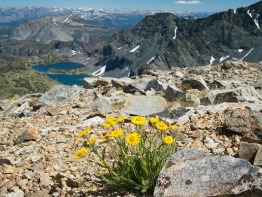 There's lots of alpine gold (the flowers) up here too alpine gold