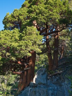 A pair of juniper trees catch the morning light juniper
