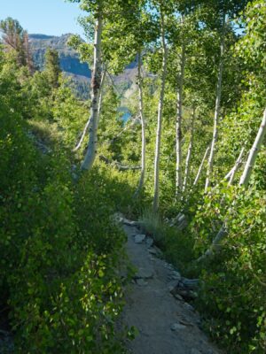 A stand of aspens on the banks of Gem Lake aspen