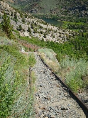 An overgrown section of the tramway agnew tramway train