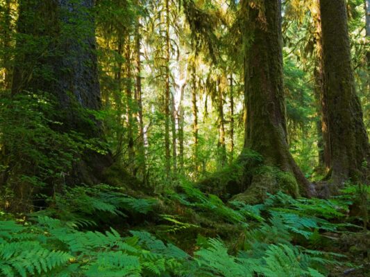 Massive trees along the trail hoh river trail
