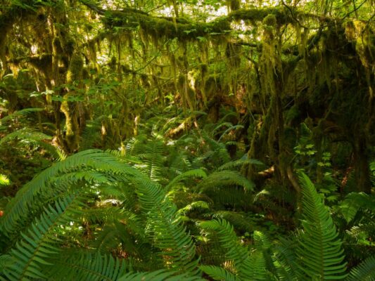 Green is the dominant color hoh river trail