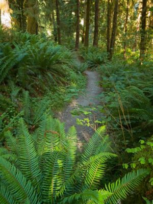 Ferns galore hoh river trail