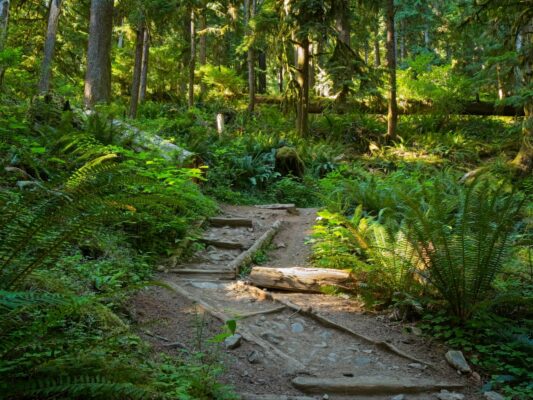 A particularly scenic turn in the trail hoh river trail