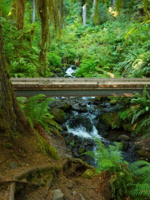 We pause for a snack break by this creek hoh river trail
