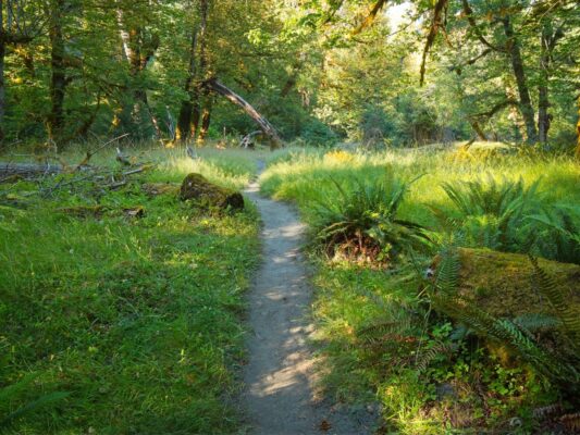 We walk through several meadows as we approach Five Mile Creek hoh river trail