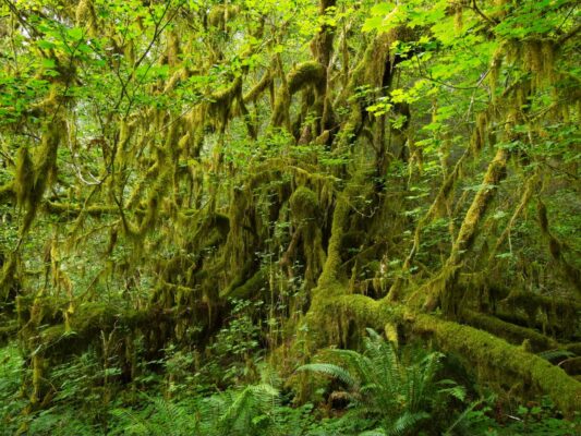 Moss covers every surface hoh river trail
