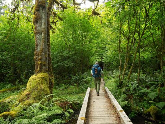 Cody crosses a small creek via a very nice bridge hoh river trail