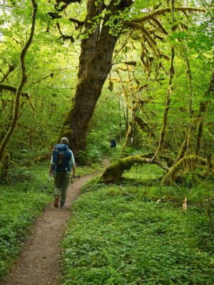 Cody, Josh, and Craig hiking down the trail hoh river trail