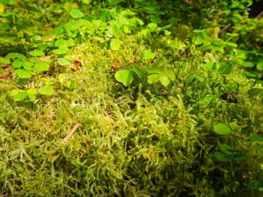 A close-up of some spongy moss hoh river trail