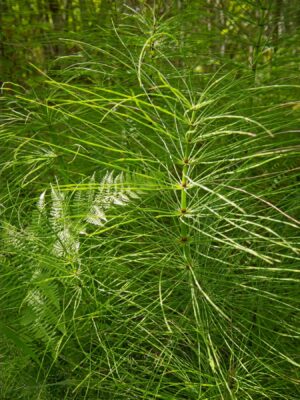 These reeds are cool! hoh river trail