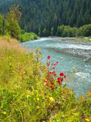 A pop of color beside the Hoh River hoh river trail