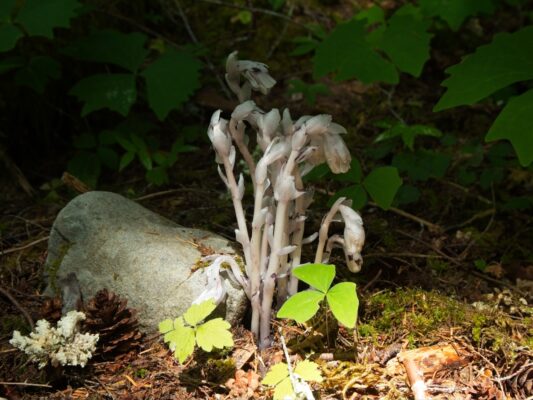 Ghost plant, always a strange find hoh river trail