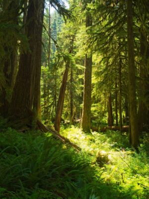 There's less moss in the upper canyon, but just as many massive trees hoh river trail