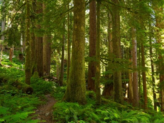 More beautiful, massive trees trees