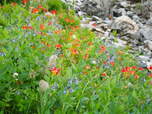 Some gorgeous wildflowers just below the moraine! wildflowers