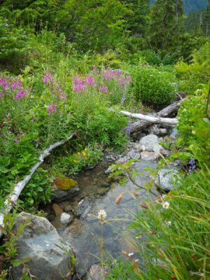 More wildflowers and a little creek wildflowers