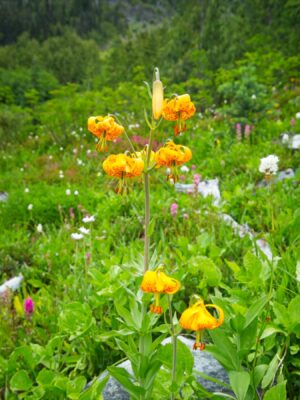 Tiger lilies tiger lily