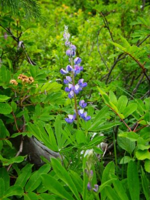 Lupine lupine