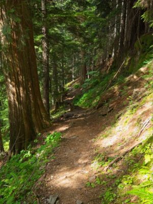 A lovely section of forest trail forest trail