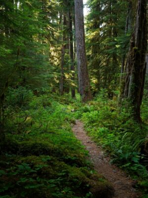 Evening on the Hoh River Trail hoh river trail