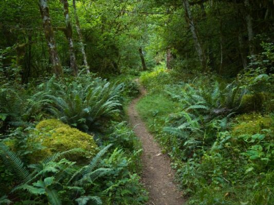 We're back to the land of moss and ferns hoh river trail