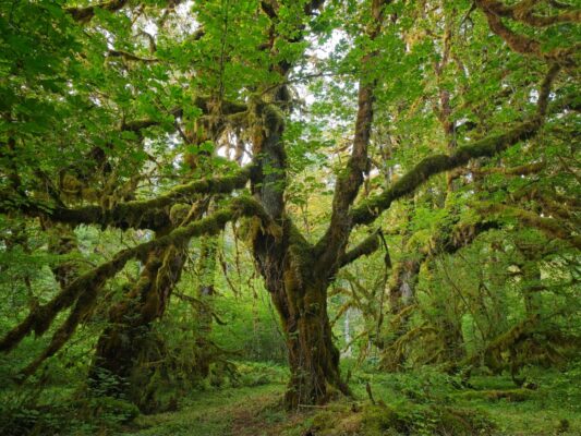 A spider-y tree beside the trail hoh river trail