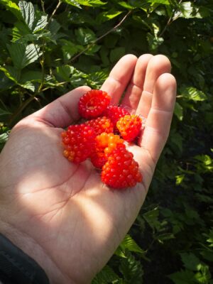 We also snack on salmonberries salmonberries