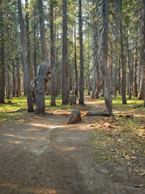 The trail soon transitions to dirt and heads into the trees tahoe rim trail
