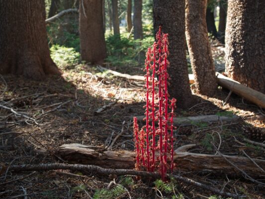 A group of woodland pinedrops catch the light tahoe rim trail