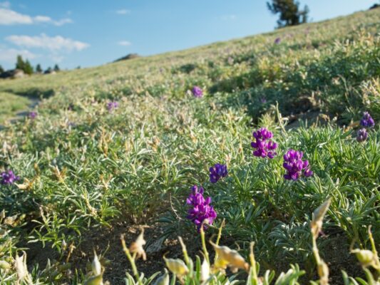 A few of the lupine are still blooming! tahoe rim trail