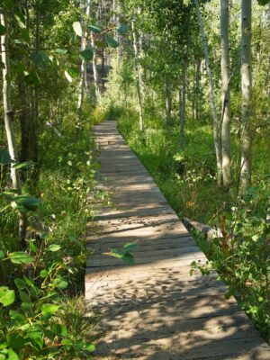 A boardwalk crosses the marshy inlet to Spooner Lake - no flowing water, unfortunately tahoe rim trail