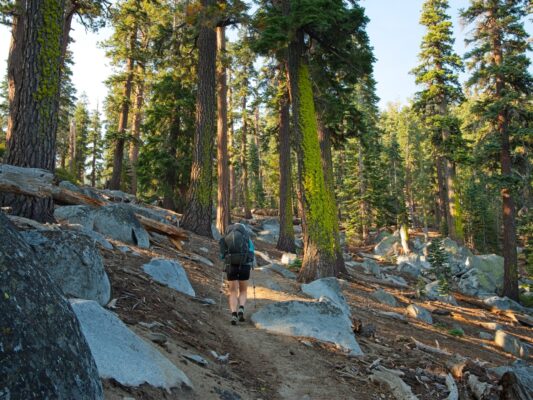 The lime-green lichen on these trees is fantastic! tahoe rim trail