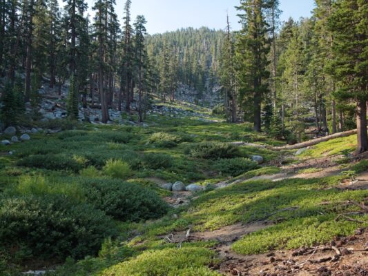 A ski run in the summertime tahoe rim trail