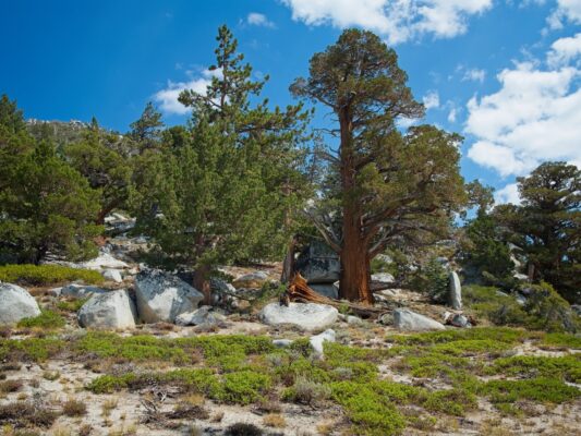 As we approach Star Lake we walk through a bunch of juniper trees tahoe rim trail