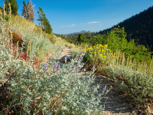 Some colorful wildflowers near Armstrong Pass tahoe rim trail