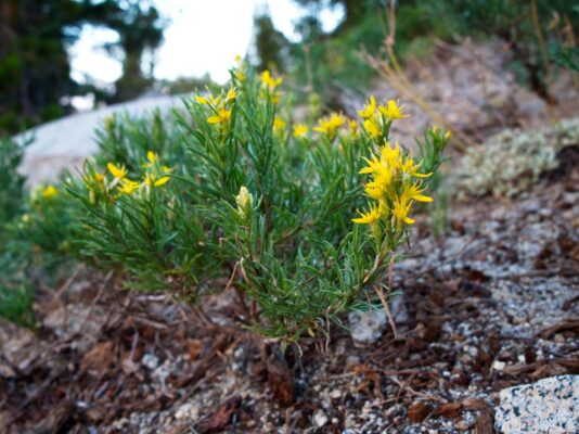 Parry's rabbitbrush tahoe rim trail