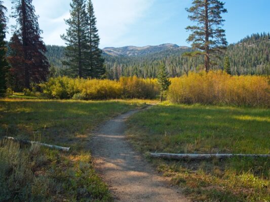 A showing of early fall color in Big Meadow tahoe rim trail