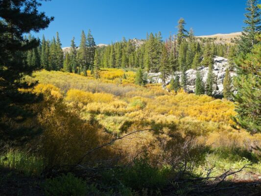 Another colorful meadow on the south side of Round Lake tahoe rim trail