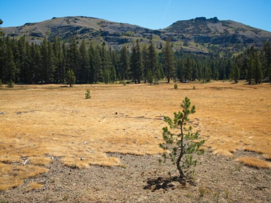 A very dry-looking meadow south of Round Lake tahoe rim trail