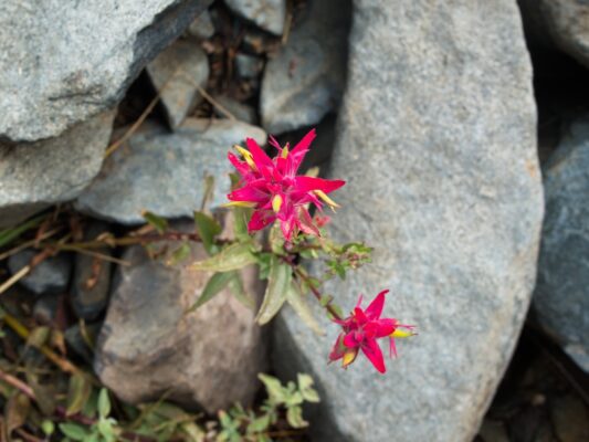 Some magenta paintbrush! paintbrush
